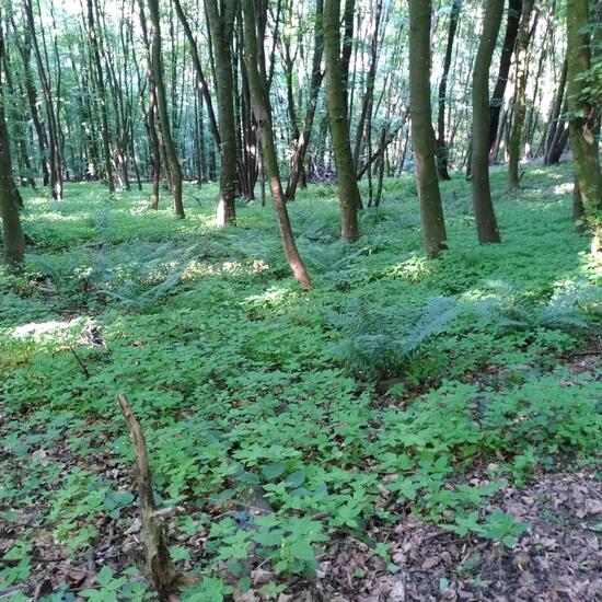 Landschaft: Wald im Habitat Wald der gemäßigten Breiten in der NatureSpots App