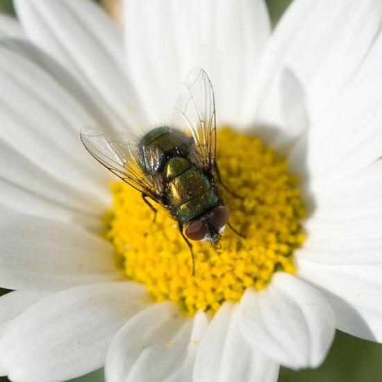 Goldfliege: Tier im Habitat Garten in der NatureSpots App