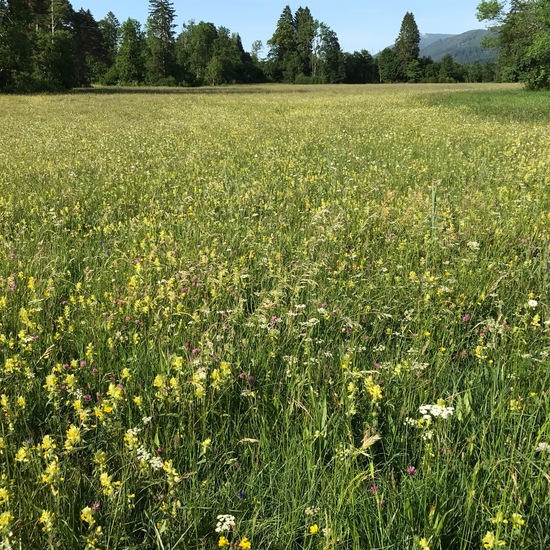 Landschaft: Grasland und Büsche im Habitat Naturnahe Wiese in der NatureSpots App