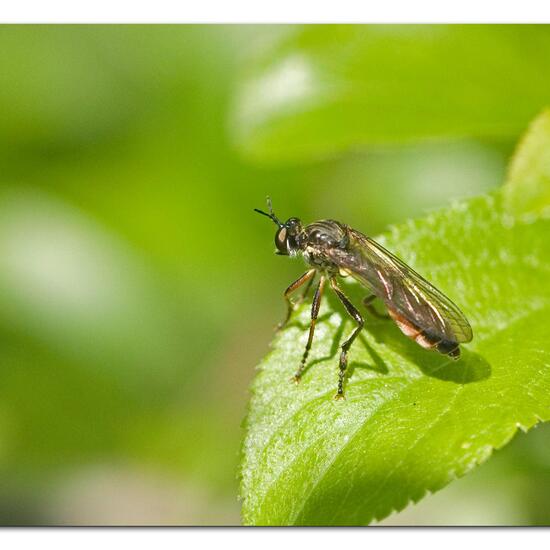 Dioctria hyalipennis: Animal in habitat Grassland in the NatureSpots App