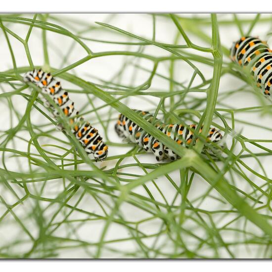 Papilio machaon: Animal in habitat City and Urban in the NatureSpots App