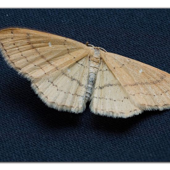 Cyclophora linearia: Animal in habitat Garden in the NatureSpots App