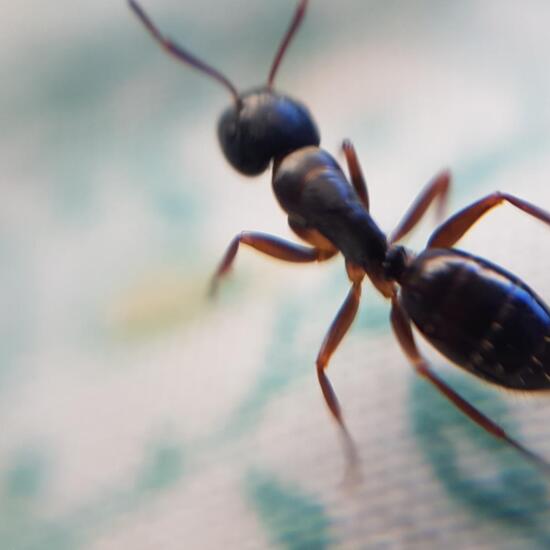 Camponotus herculeanus: Animal in habitat Park in the NatureSpots App