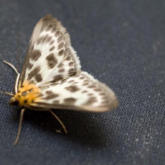 Brennnesselzünsler: Tier im Habitat Garten in der NatureSpots App