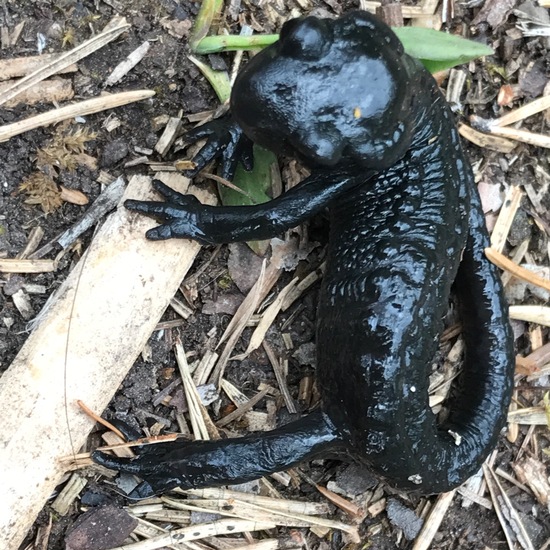 Alpine salamander: Animal in habitat Temperate forest in the NatureSpots App