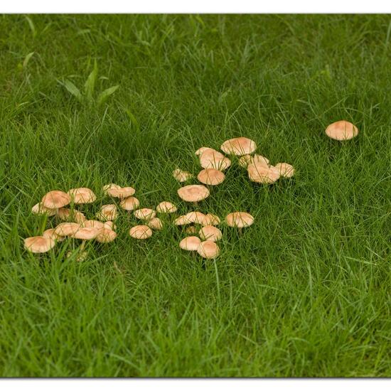 Marasmius oreades: Mushroom in habitat Garden in the NatureSpots App