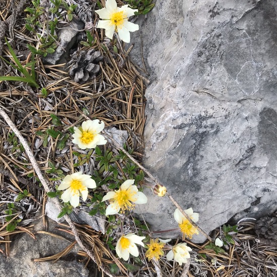 Weiße Silberwurz: Pflanze im Habitat Felsgebiet in der NatureSpots App