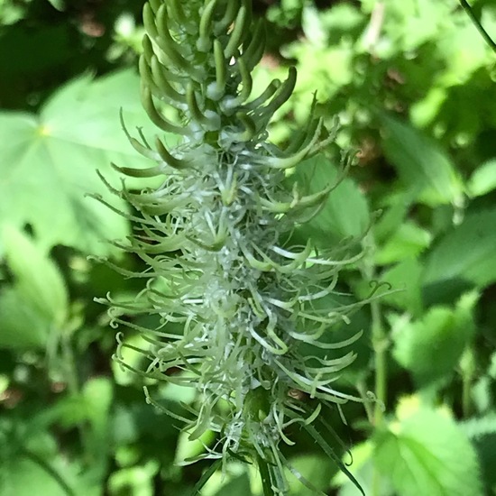 Phyteuma spicatum subsp. spicatum: Pflanze im Habitat Wald der gemäßigten Breiten in der NatureSpots App