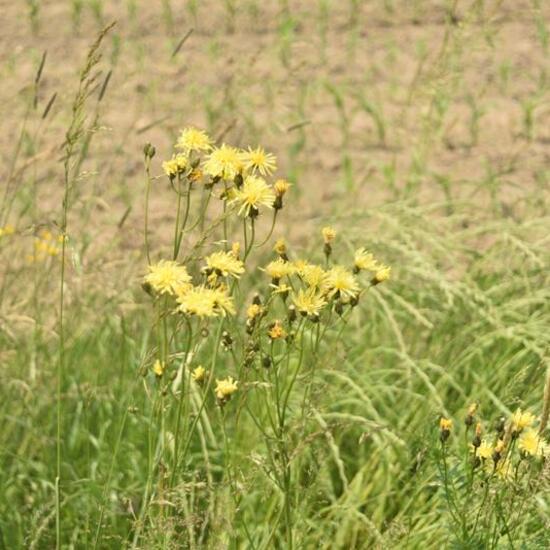 Landschaft: Stadt und Garten im Habitat Strasse/Verkehr in der NatureSpots App