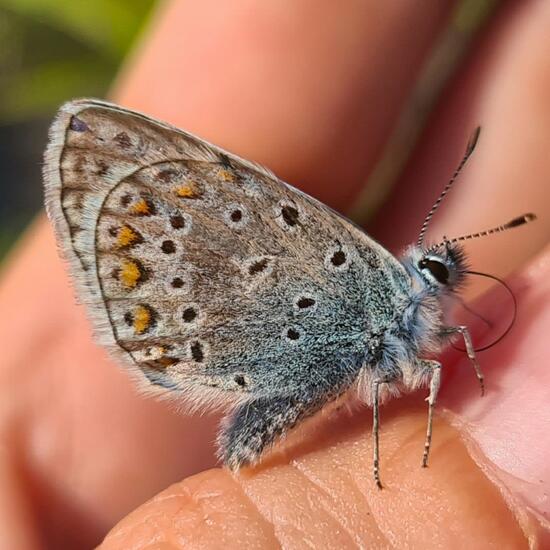 Polyommatus icarus: Animal in habitat Garden in the NatureSpots App