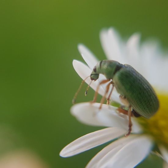 Polydrusus formosus: Tier im Habitat Park in der NatureSpots App