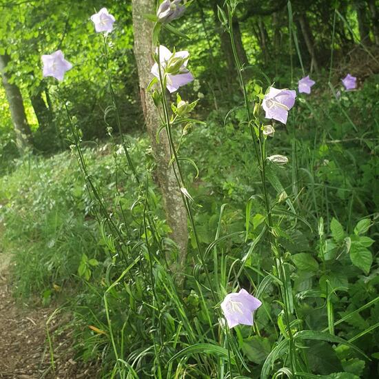 Pfirsichblättrige Glockenblume: Pflanze im Habitat Wald der gemäßigten Breiten in der NatureSpots App