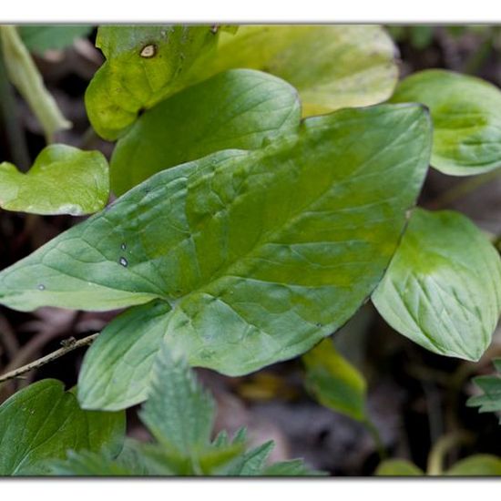 Arum maculatum: Plant in habitat Forest in the NatureSpots App