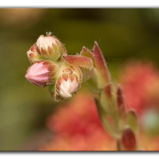 Sempervivum tectorum: Plant in habitat Garden in the NatureSpots App