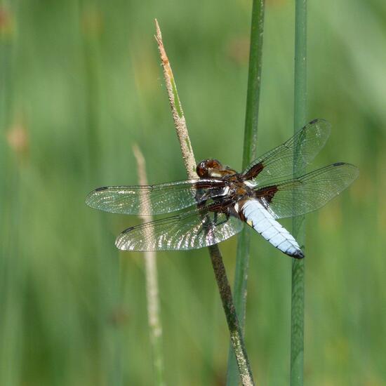 Libellula: Tier in der Natur in der NatureSpots App