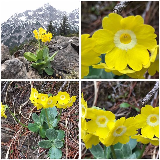 Primula auricula: Plant in habitat Rock areas in the NatureSpots App