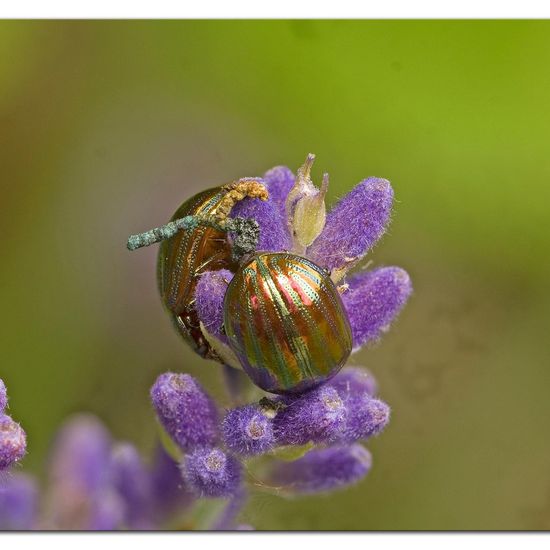 Landschaft: Stadt und Garten im Habitat Garten in der NatureSpots App