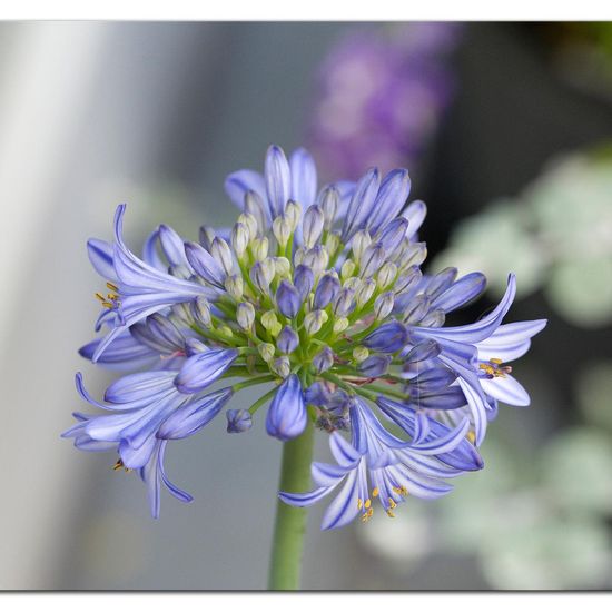 Agapanthus: Plant in habitat Garden in the NatureSpots App