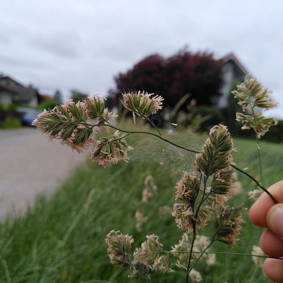 Webspinnen: Tier im Habitat Ackerrandstreifen in der NatureSpots App