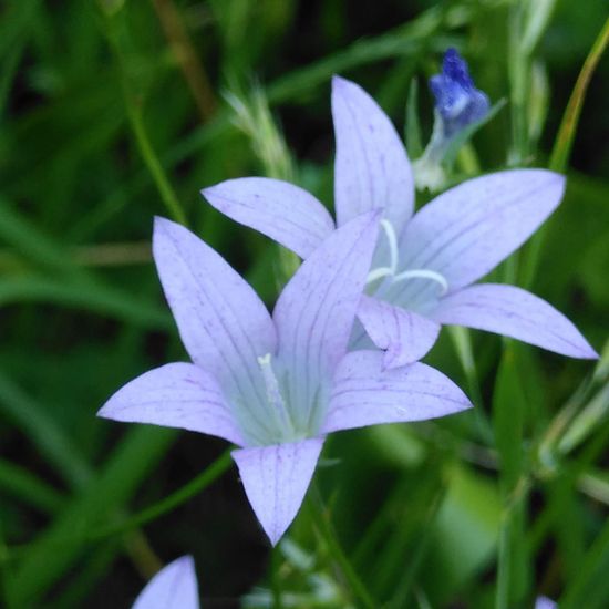 Wiesen-Glockenblume: Pflanze im Habitat Naturnahe Wiese in der NatureSpots App