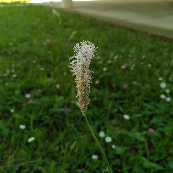 Plantago media: Plant in habitat Backyard in the NatureSpots App