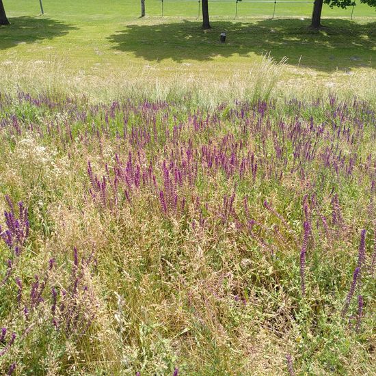 Landschaft: Grasland und Büsche im Habitat Naturnahe Wiese in der NatureSpots App