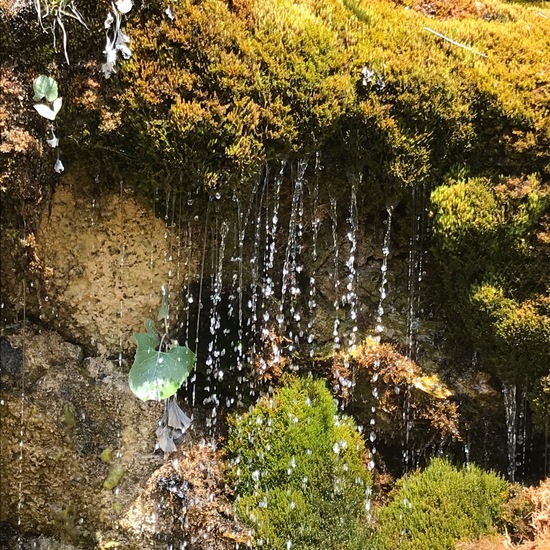 Landschaft: Süßwasser im Habitat Quelle in der NatureSpots App