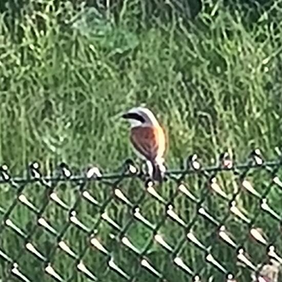 Red-backed Shrike: Animal in habitat Garden in the NatureSpots App