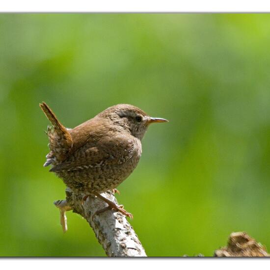 Eurasian Wren: Animal in habitat Backyard in the NatureSpots App