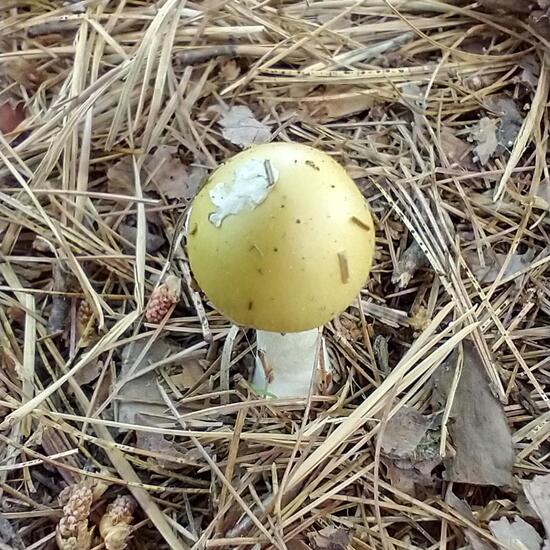 Amanita phalloides var. alba: Mushroom in habitat Temperate forest in the NatureSpots App