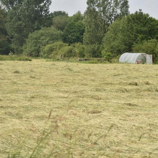 Landscape: Agriculture in habitat Agricultural meadow in the NatureSpots App