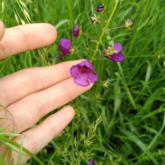 Violette Königskerze: Pflanze im Habitat Felder in der NatureSpots App