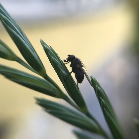 Echte Fliegen: Tier im Habitat Garten in der NatureSpots App