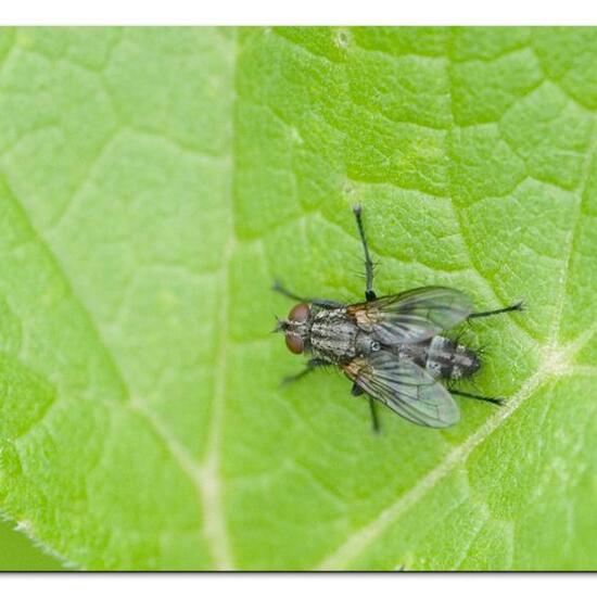 Phyto melanocephala: Tier im Habitat Gartenkultur in der NatureSpots App