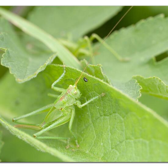 Tettigonia viridissima: Animal in habitat Semi-natural grassland in the NatureSpots App