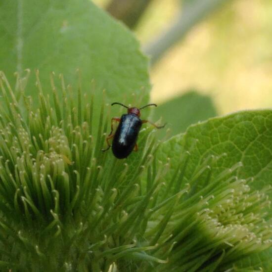 Luperus longicornis: Tier im Habitat Garten in der NatureSpots App