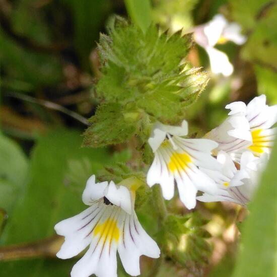 Euphrasia rostkoviana: Plant in habitat Natural Meadow in the NatureSpots App