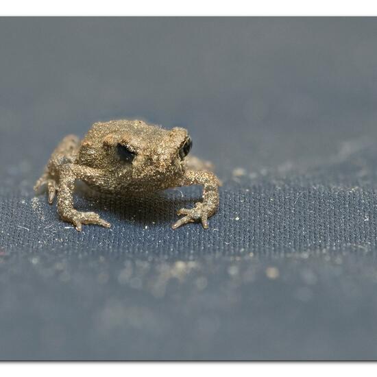 Common toad: Animal in habitat Garden in the NatureSpots App