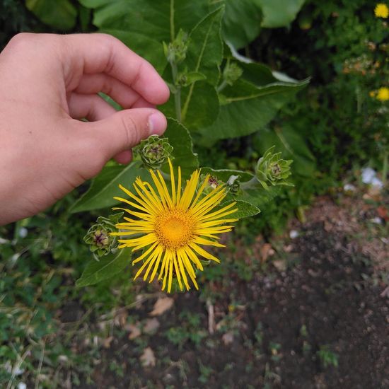 Echter Alant: Pflanze im Habitat Strasse/Verkehr in der NatureSpots App