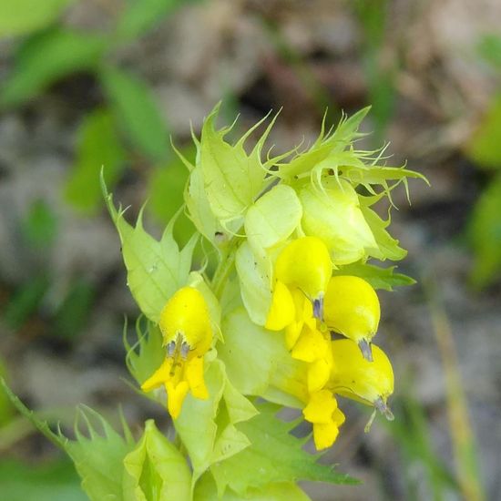 Rhinanthus glacialis: Plant in habitat Temperate forest in the NatureSpots App