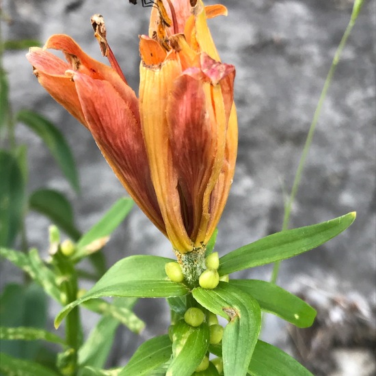 Lilium bulbiferum: Plant in habitat Rock areas in the NatureSpots App
