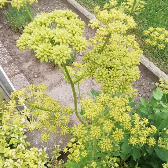 Levisticum officinale: Plant in habitat Garden in the NatureSpots App