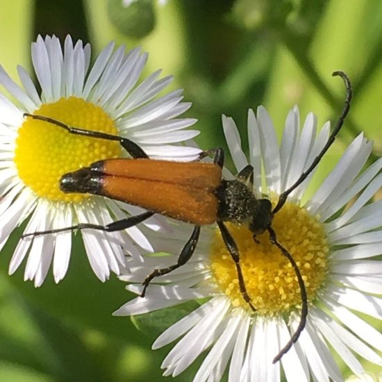 Stictoleptura fulva: Animal in habitat Garden in the NatureSpots App