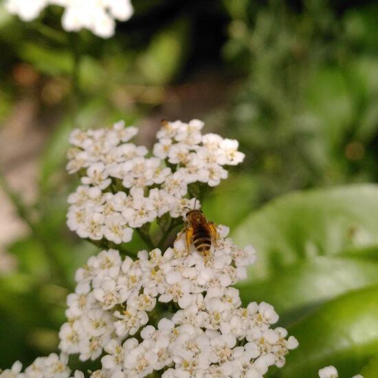 Halictus scabiosae: Animal in habitat Garden in the NatureSpots App