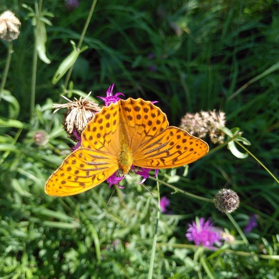 Argynnis paphia: Animal in habitat Natural Meadow in the NatureSpots App