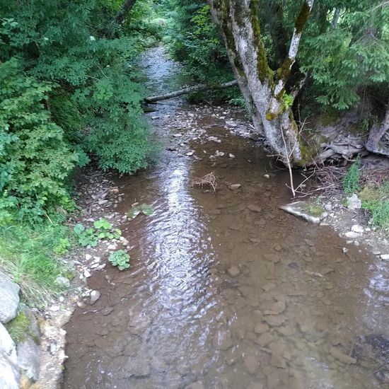 Landschaft: Süßwasser im Habitat Bach in der NatureSpots App