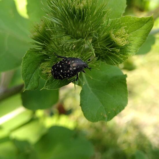 Trauer-Rosenkäfer: Tier im Habitat Garten in der NatureSpots App