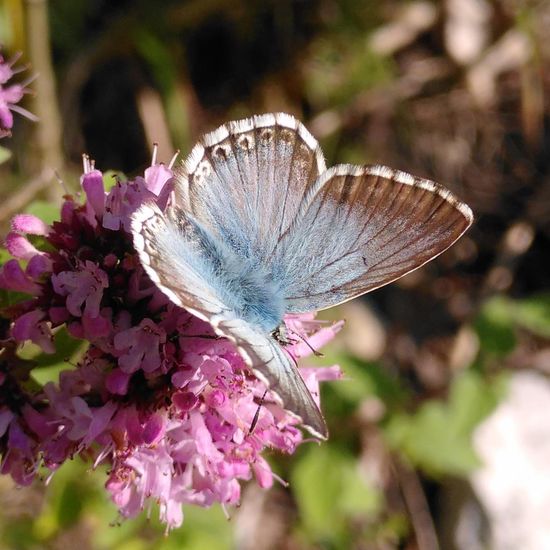 Silbergrüner Bläuling: Tier im Habitat Naturnahe Wiese in der NatureSpots App