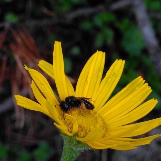 Zottelbienen: Tier im Habitat Felsgebiet in der NatureSpots App