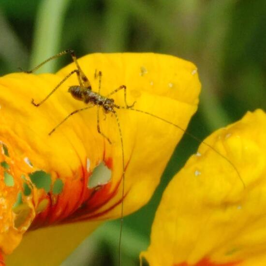 Gemeine Sichelschrecke: Tier im Habitat Garten in der NatureSpots App